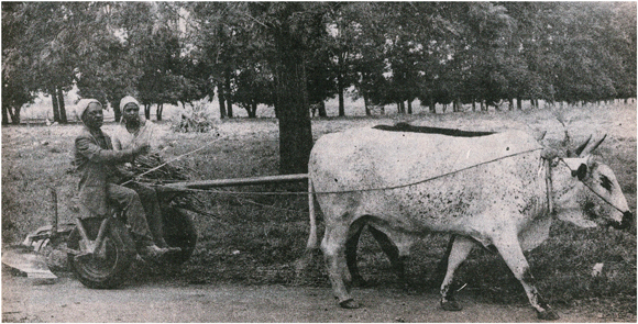 Ox-drawn cart with peasant couple, Mozambique