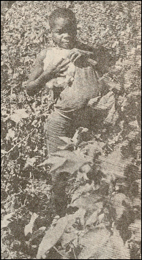 Child picking cotton