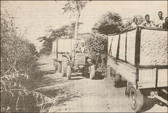 Trailers loaded with cotton