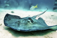 Whips were sometimes made from stingray tails